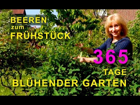 Beeren zum Frühstück | GESUNDES aus dem GARTEN  |  365 Tage blühender Garten