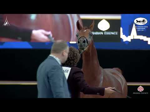 N 84 MAAYER AL JASSIMYA   World Arabian Horse Championship 2021   PARIS   Yearling Colts Class 4B