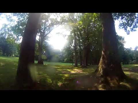 Epic Flight Through Woods