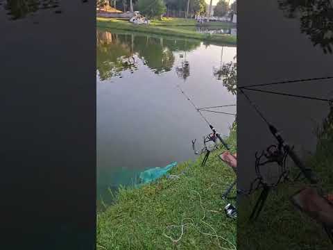 Pesqueiro Carçudo na cidade Córrego do Bom Jesus em Minas Gerais.#pescaesportiva #pescador #fish