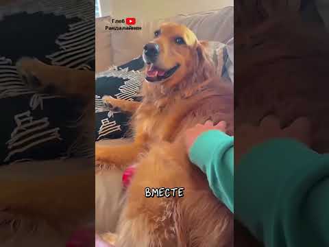 Почему Нельзя Переставать Чесать Собаку 😸