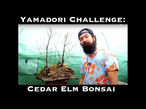 Yamadori Challenge - Collected Cedar Elm Group Planting on Slab
