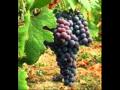 CAVALLERIA RUSTICANA" VIVA IL VINO SPUMEGGIANTE" - Aldo Maugeri CAVALLERIA RUSTICANA" VIVA IL VINO SPUMEGGIANTE"