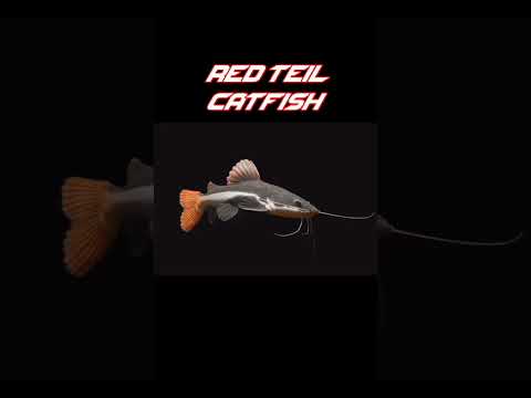 top 5 monster fish for aquarium #monsterfish