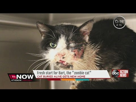 Bart the 'Zombie Cat' gets new 'furever home'