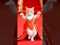 Cute Cat Dancing Video Cat Dog Dogdance Catdance