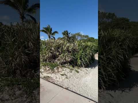 Mini Malibu in Miami Beach🌞#Altosdelmar #NorthBeach #miamibeachrealestate