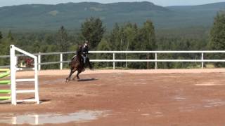 Video koně Peek a Boo