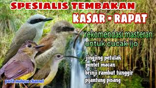 Download lagu Masteran Cucak ijo Kasaran Jingjing petulak, Pentet macan, Pijantung, Brinji rambut tunggir mp3