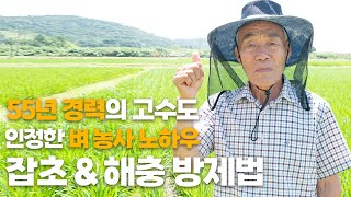 55년 경력 벼 농사 고수의 잡초 제거 노하우! 해충 고민도 동시에 해결