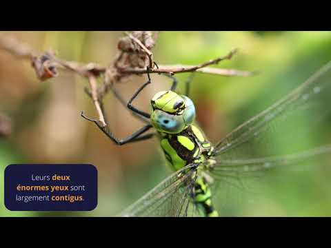 Le temps des libellules | Les aeschnes