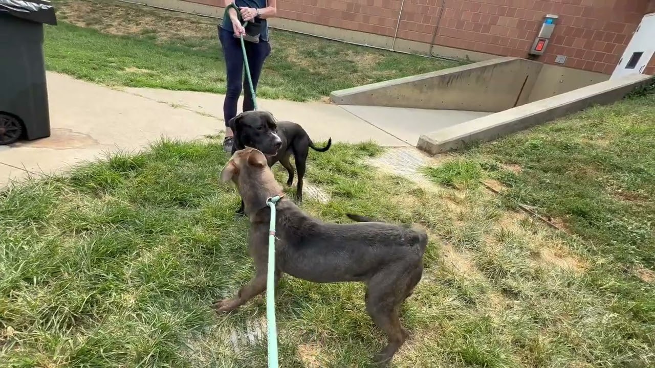 Floyd's Leash Test