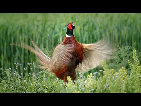 Common pheasant sounds — Phasianus colchicus