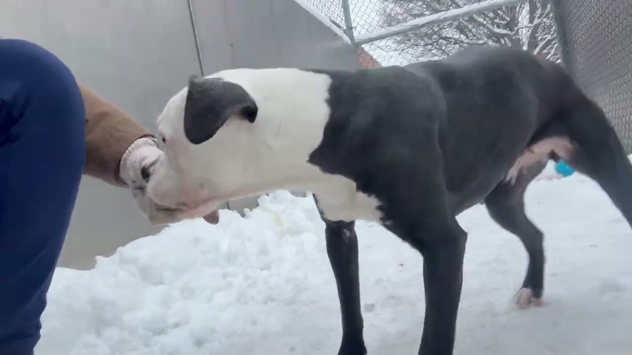 Enlarge Sugar Plum, a ADOPTABLE Pit Bull Terrier in Chicago, IL video 5/5
