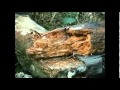 Zerkalo sings Eluvium - Everything to Come