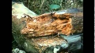 Zerkalo sings Eluvium - Everything to Come