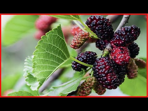 Os 10 Benefícios da Amora Para Saúde! | Dicas de Saúde