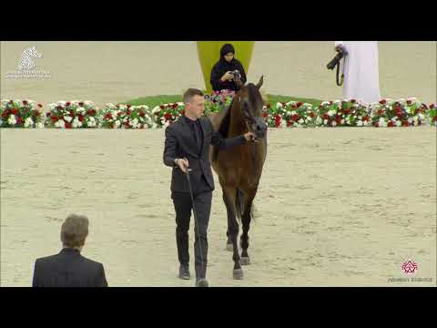 N 203 MAHBOOB AL HAWAJER   Sharjah Arabian Horse Festival 2020   Stallions 4 to 6 Years old Class 10