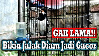 Download lagu PANCINGAN JALAK SUREN  MEMBUAT JALAK SUREN JADI GACOR TERUS  #jalaksuren mp3 Download lagu PANCINGAN JALAK SUREN  MEMBUAT JALAK SUREN JADI GACOR TERUS  #jalaksuren mp3