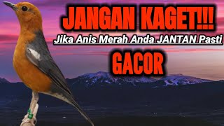 Download lagu SUARA BETINA ANIS MERAH GACOR 100% AMPUH BUAT PANCINGAN ANIS MERAH MACET BUNYI mp3