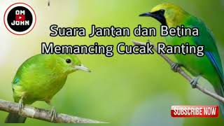 Download lagu Pancingan burung cucak ranting paling mantap suara jernih mp3