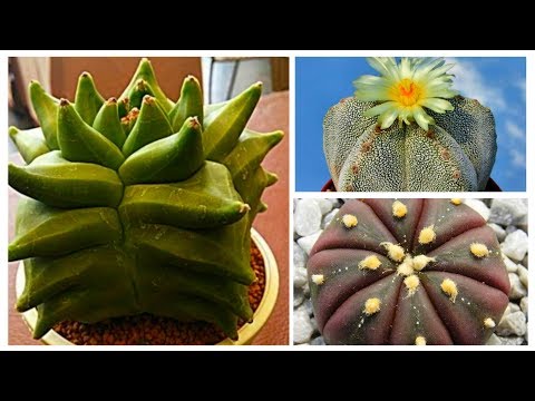 , title : '10 Tipos De Cactus Astrophytum'