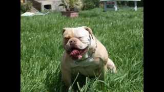 preview picture of video 'americain bulldog et old english bulldog'