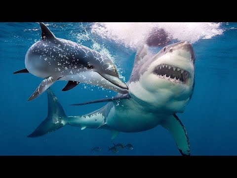 Почему Акулы Боятся Дельфинов