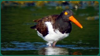 Thumbnail del capítulo