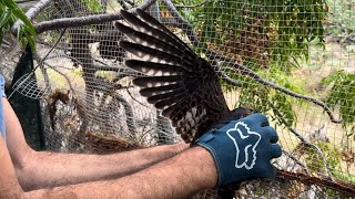 Trapped Wild Falcon – I Had to Help Him