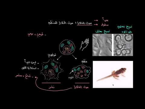 الصف العاشر الأحياء انقسام الخلية موت الخلايا