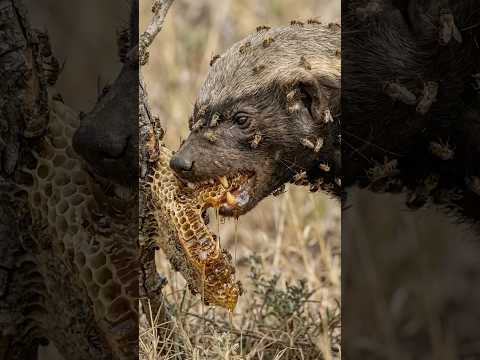 I think the honey was sweet 🔥🔥🙏🙏