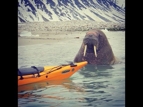 Up Close with Walrus in the Arctic Circle