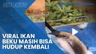 Viral Video Ikan Beku Hidup Kembali setelah Dimasukkan ke Dalam Air