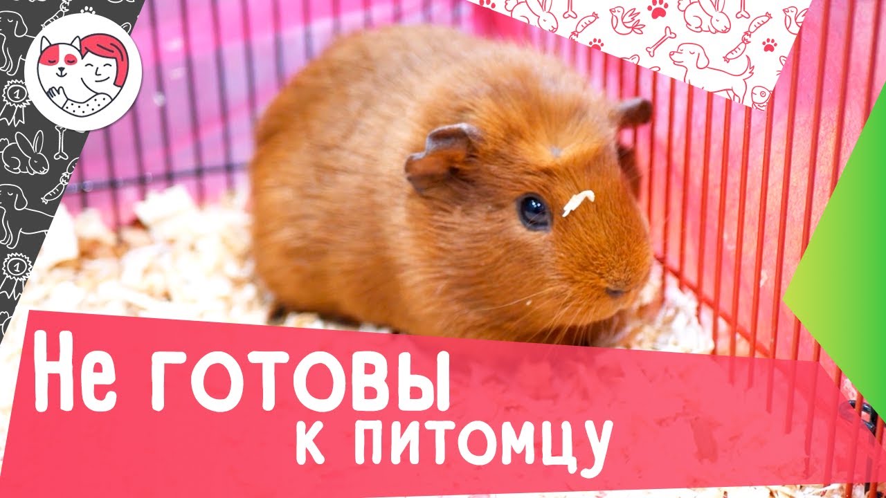 6 признаков того, что вам не стоит заводить домашнее животное