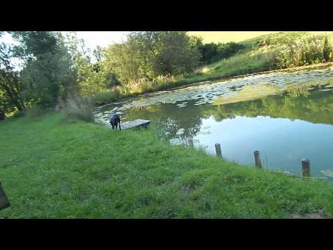 Deutsch Kurzhaar Feight 1