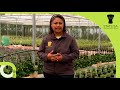 Census Of Commercial Agriculture CoCA 2018 Jacky Goliath
