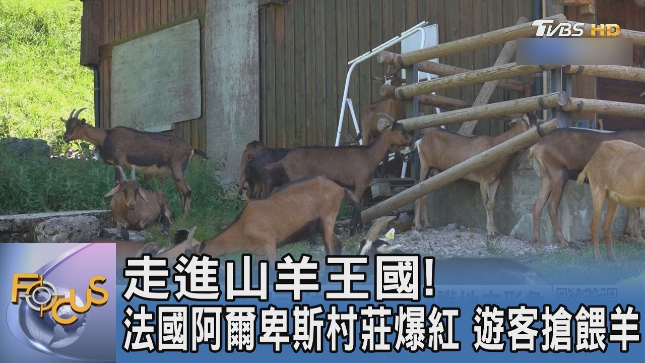 走進山羊王國!法國阿爾卑斯村莊爆紅 遊客搶餵羊