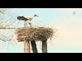 De Zoekmachine - Ooievaars