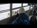 Polar Bears - Meeting the World's Largest Carnivore