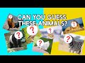 Guess The Hybrid Animal Challenge Funny Family Friends Game
