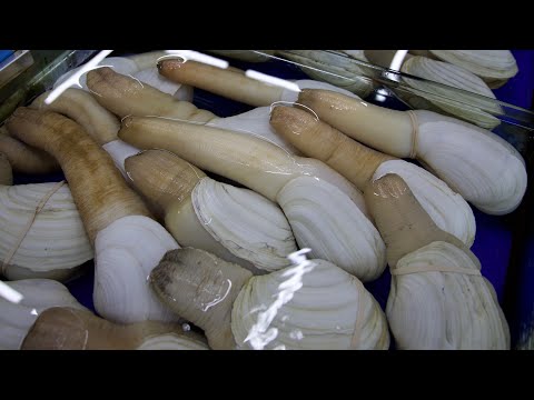 DAS GLIED DES MEERES