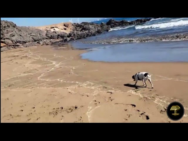 Excrementos y más excrementos en la Playa de Los Cuervos, Agüimes (Gran Canaria)