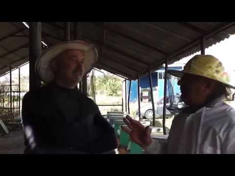 Discutie cu un apicultor despre iernatul in stupi, hranirea in folie dubla si altele - Apicultura