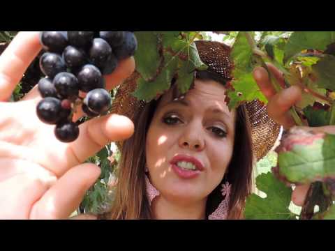 LE MONDINE Viva l'Uva viva il Vino cover by SILVIA URBANI