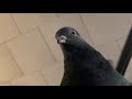 Angry Pigeon Pecking and Cooing (Kedle)