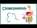 Cholecystokinin CCK Structure Function And Mode Of Action