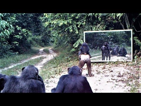 Mother chimpanzee and her baby go to mirror training class in which other chimps participate / Gabon