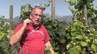 Die Erziehung von Reben am Pfahl - Campbell Early