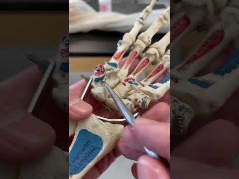 Your Sexy Wrist Bones